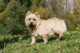CAIRN TERRIER 510